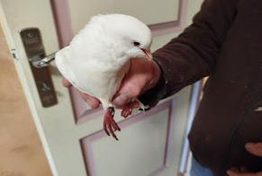 Fundmeldung Vogel Unbekannt Notre-Dame-d'Oé Frankreich