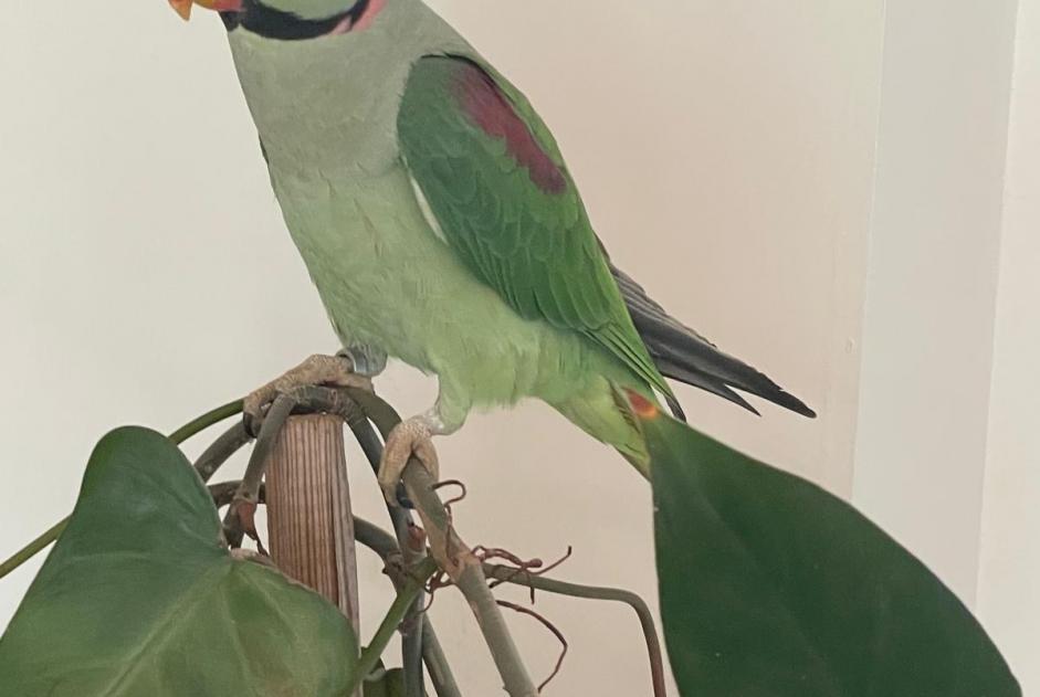 Vermisstmeldung Vogel Männliche , 2025 jahre Aix-en-Provence Frankreich
