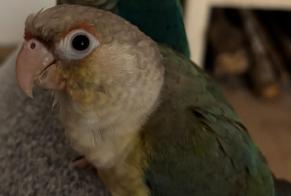 Disappearance alert Bird Female , 2025 years Échilleuses France