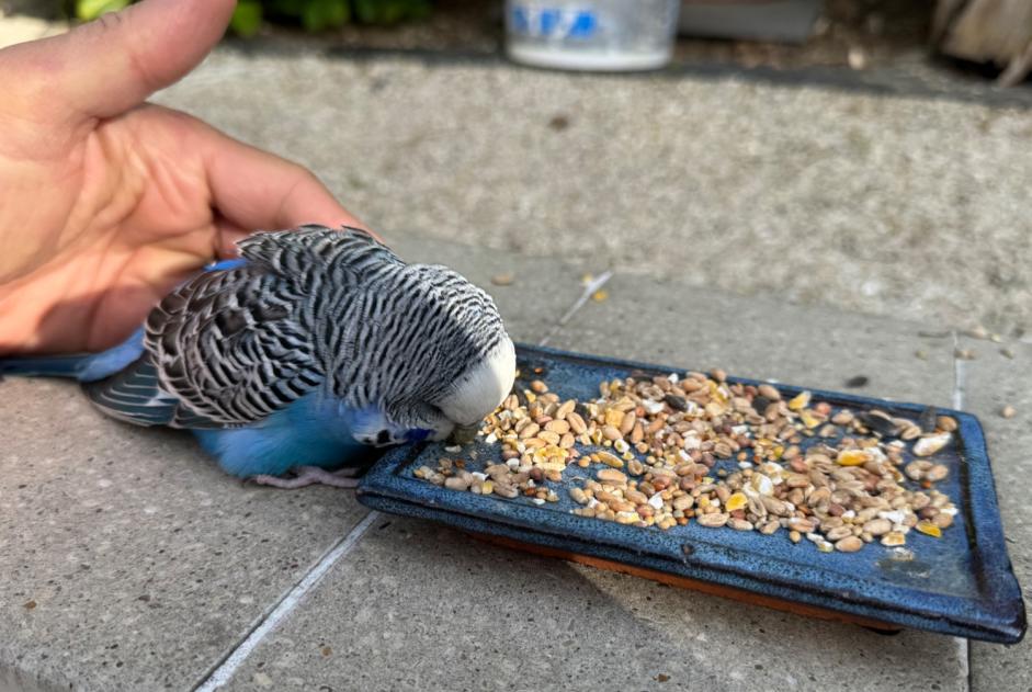 Discovery alert Bird Unknown Le Plessis-Trévise France