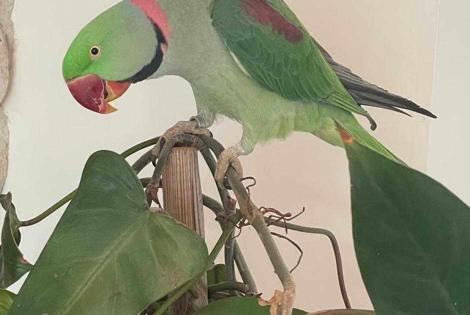 Disappearance alert Bird Male , 2025 years Aix-en-Provence France