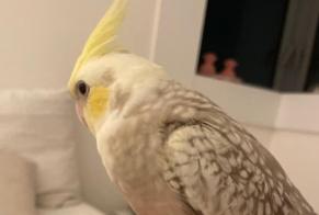 Disappearance alert Bird Male , 2025 years Paris France