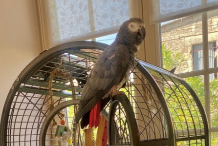 Disappearance alert Bird Male , 2025 years Valdelaume France