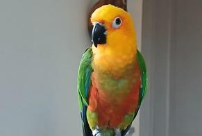 Disappearance alert Bird Male , 2025 years Sisteron France