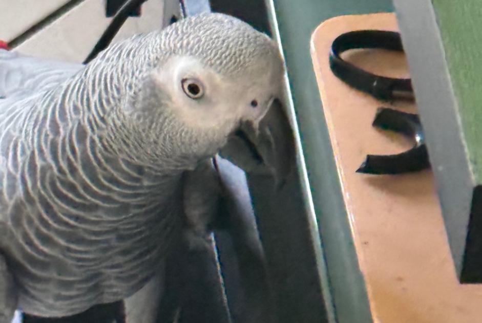 Disappearance alert Bird Female , 2025 years Gournay-sur-Marne France