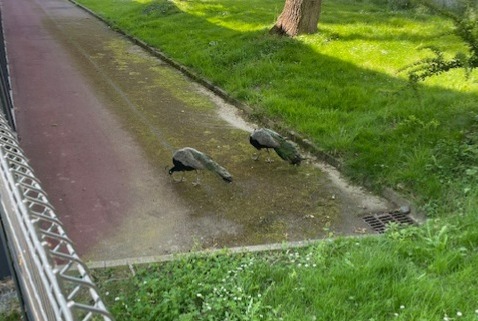 Alerta de Hallazgo Pájaro Macho La Roche-sur-Yon Francia