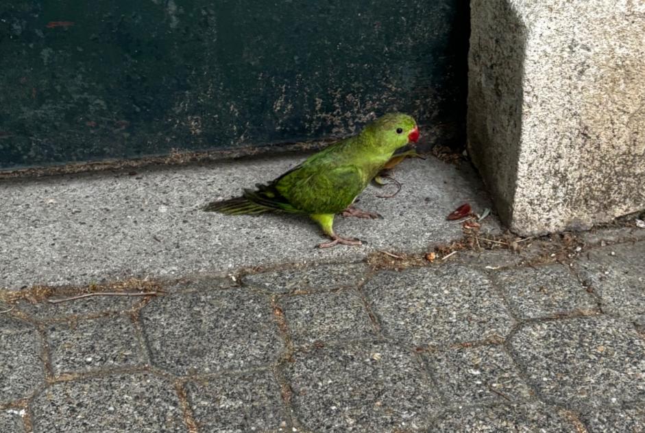 Alerta de Hallazgo Pájaro Desconocido Montpellier Francia