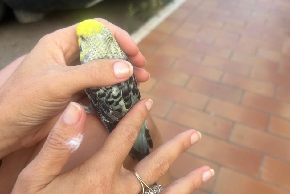 Alerta de Hallazgo Pájaro Desconocido Penta-di-Casinca Francia