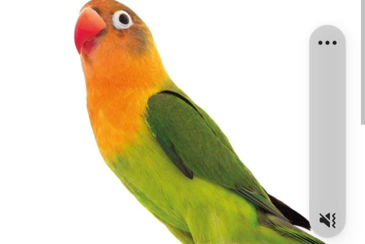 Alerte Disparition Oiseau Mâle , 2025 ans Tulette France
