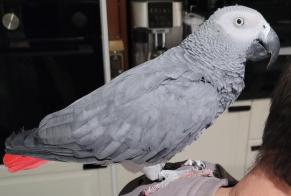 Alerte Découverte Oiseau Inconnu Alfortville France