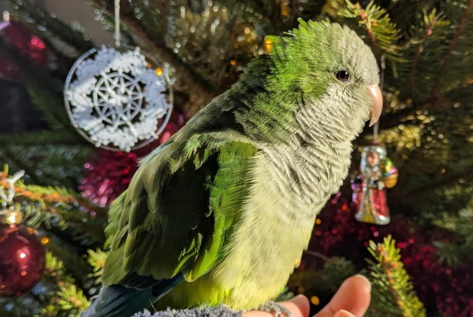 Alerte Disparition Oiseau Mâle , 2025 ans Moissac France