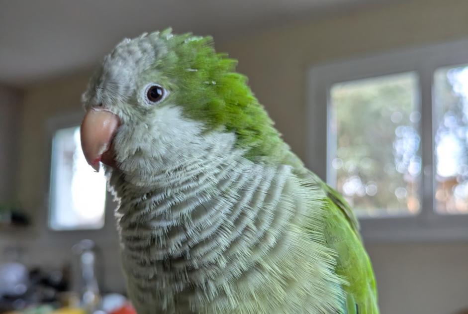 Alerte Disparition Oiseau Mâle , 2025 ans Moissac France
