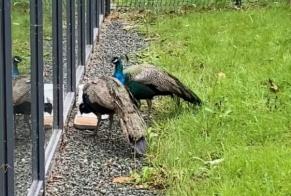 Alerte Découverte Oiseau Mâle La Roche-sur-Yon France