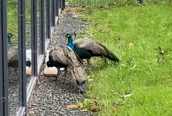 Alerte Découverte Oiseau Mâle La Roche-sur-Yon France