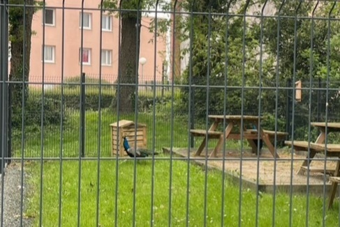 Alerte Découverte Oiseau Mâle La Roche-sur-Yon France