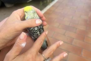 Alerte Découverte Oiseau Inconnu Penta-di-Casinca France