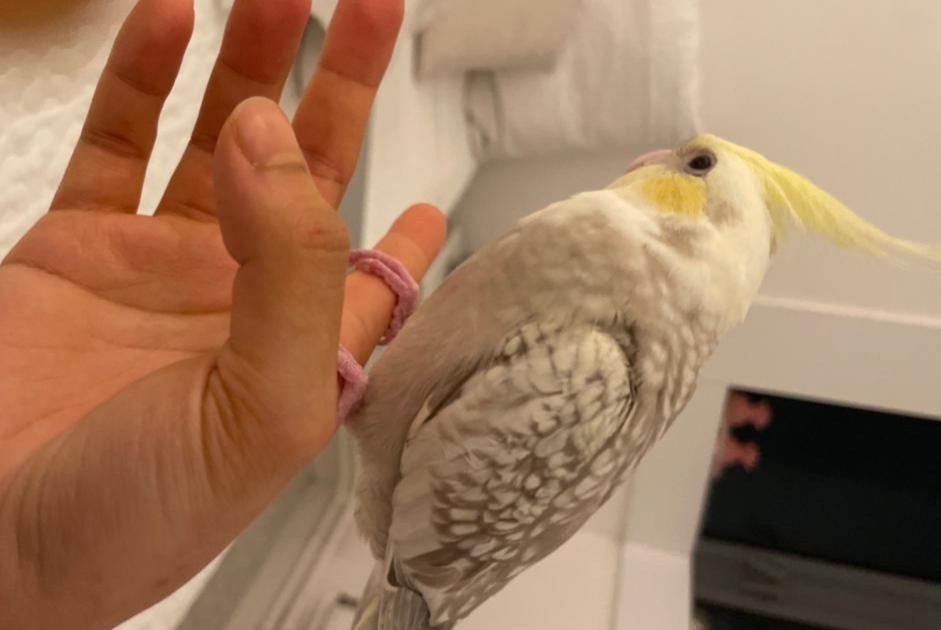 Alerte Disparition Oiseau Mâle , 2025 ans Paris France