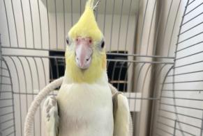 Alerte Disparition Oiseau Mâle , 2025 ans Paris France