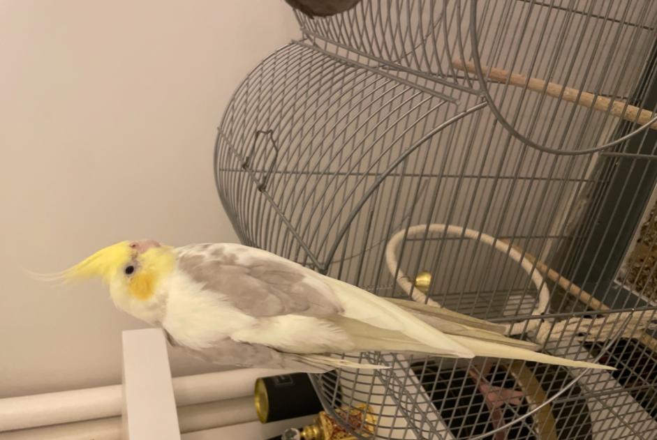 Alerte Disparition Oiseau Mâle , 2025 ans Paris France