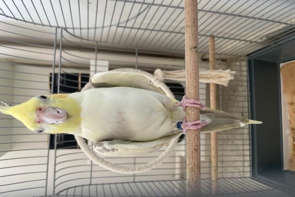 Alerte Disparition Oiseau Mâle , 2025 ans Paris France