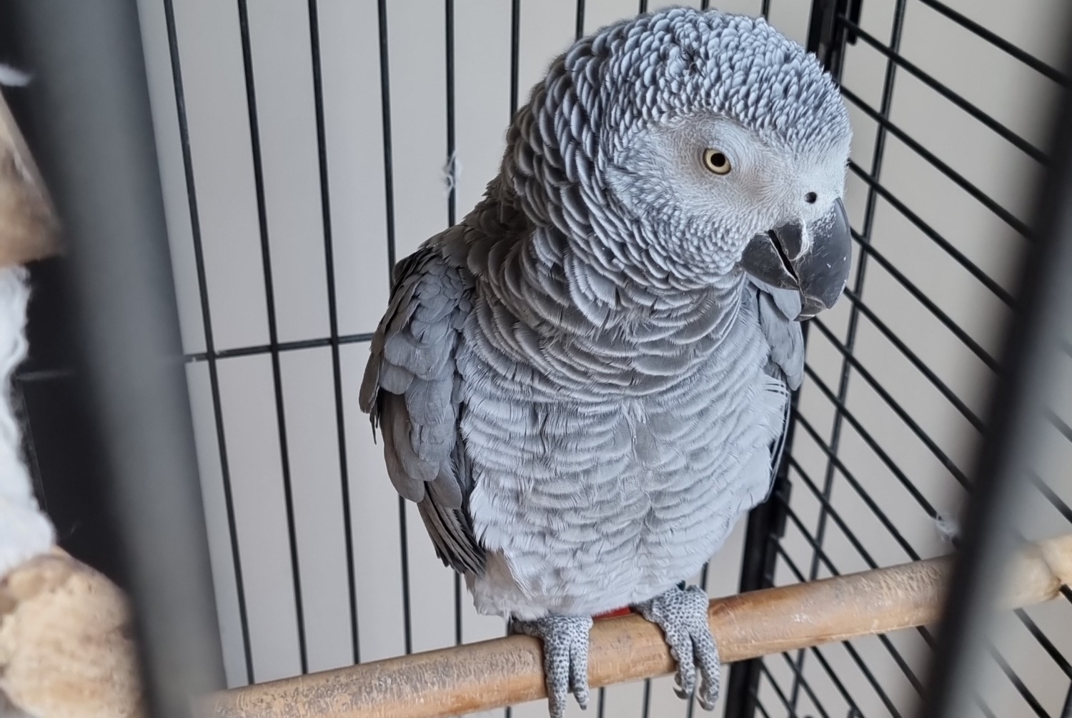 Alerte Disparition Oiseau Femelle , 2025 ans Saint-Gratien France