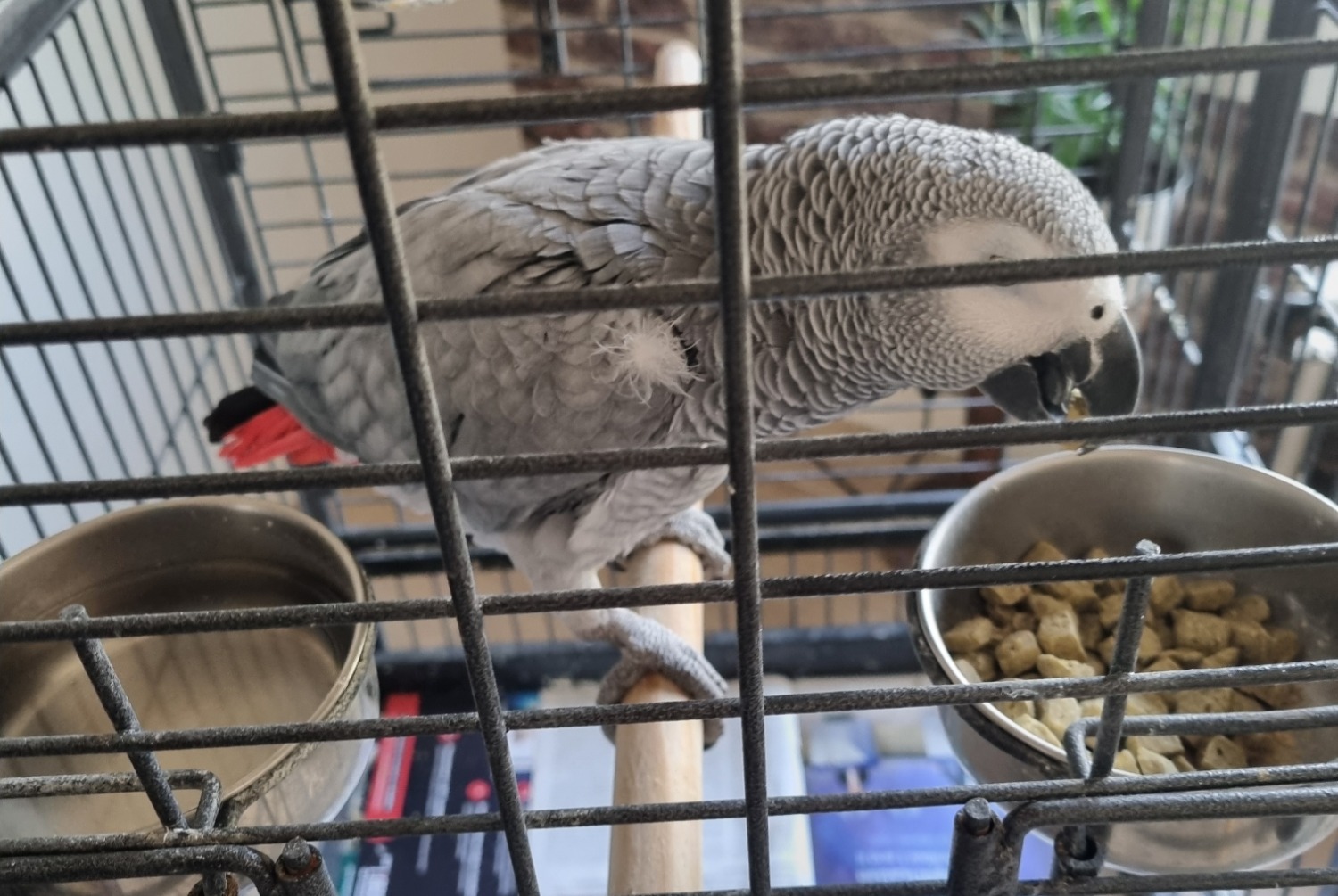 Alerte Disparition Oiseau Femelle , 2025 ans Saint-Gratien France