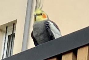 Alerte Découverte Oiseau Inconnu Chamalières France