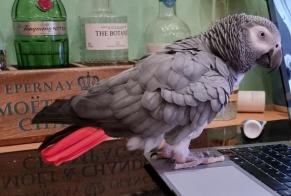 Alerte Disparition Oiseau Mâle , 2025 ans Valdelaume France