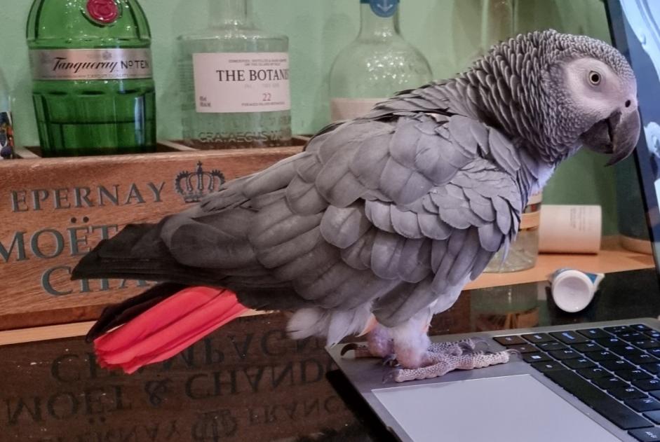Alerte Disparition Oiseau Mâle , 2025 ans Valdelaume France