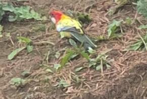 Alerte Découverte Oiseau Inconnu Malaunay France