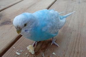 Alerte Découverte Oiseau Femelle Blois France
