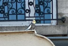 Alerte Découverte Oiseau Inconnu Paris France