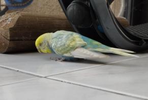 Alerte Découverte Oiseau Inconnu Jurançon France