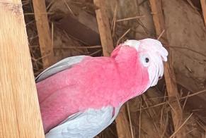 Alerte Découverte Oiseau Inconnu Beaumont-en-Auge France