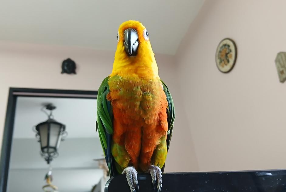 Alerte Disparition Oiseau Mâle , 2025 ans Sisteron France