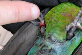 Alerte Découverte Oiseau Inconnu Roubaix France