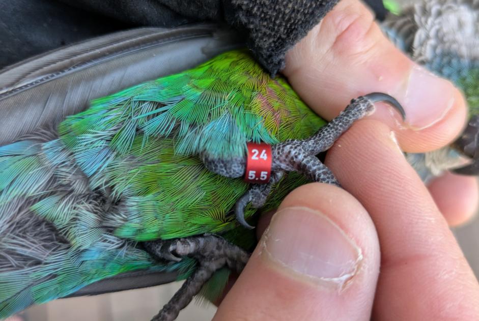 Alerte Découverte Oiseau Inconnu Roubaix France