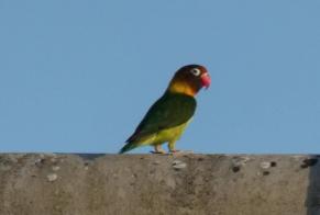 Alerte Découverte Oiseau Inconnu Loretz-d'Argenton France
