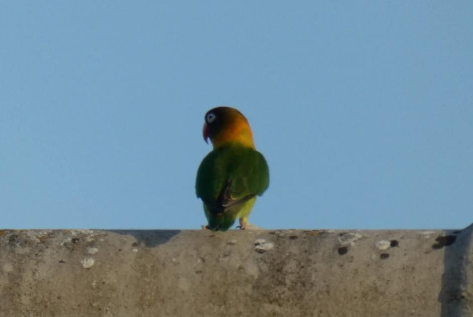 Alerte Découverte Oiseau Inconnu Loretz-d'Argenton France