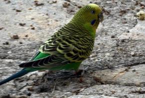 Alerte Découverte Oiseau Inconnu Lorgues France