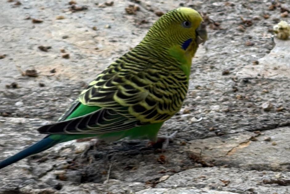 Alerte Découverte Oiseau Inconnu Lorgues France