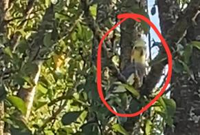 Alerte Découverte Oiseau Inconnu Phalsbourg France