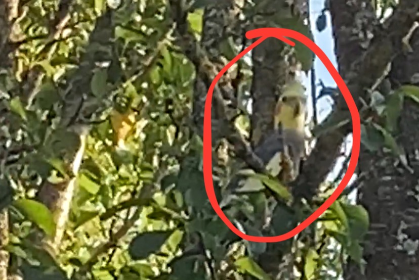 Alerte Découverte Oiseau Inconnu Phalsbourg France