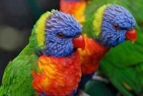 Alerte Disparition Oiseau Mâle , 2025 ans Paris France