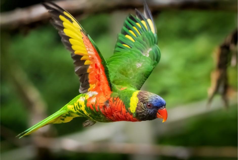 Alerte Disparition Oiseau Mâle , 2025 ans Paris France