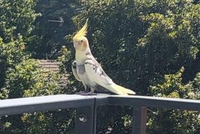 Alerte Découverte Oiseau Inconnu Besançon France