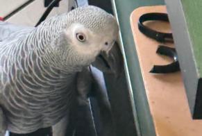Alerte Disparition Oiseau Femelle , 2025 ans Gournay-sur-Marne France