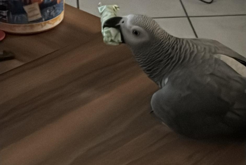 Alerte Disparition Oiseau Femelle , 2025 ans Gournay-sur-Marne France