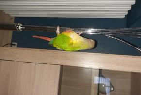 Alerte Découverte Oiseau Inconnu Maincy France