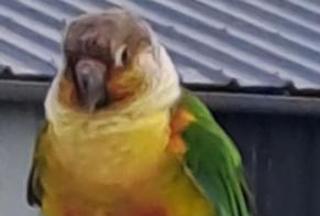 Alerte Découverte Oiseau Inconnu Vernou-sur-Brenne France